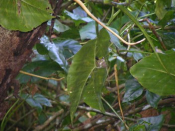 Hummingbird sitter