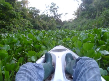 Water Hyacinth raft