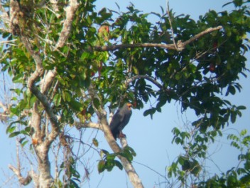 Slender-billed Kite