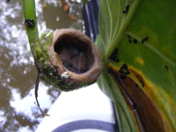 Hummingbird nest