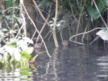 Amazon Giant River Otters