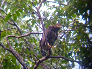 Savanna Hawk