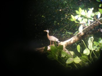 Sun bittern