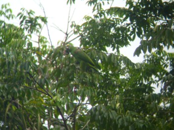 One of the neighbours, a Yellow-crowned Parrot