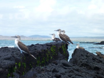 Bluefopted boobies and a marine iguana