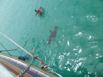 Cleaning the hull in company..