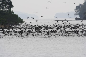 Hoards of cormorants