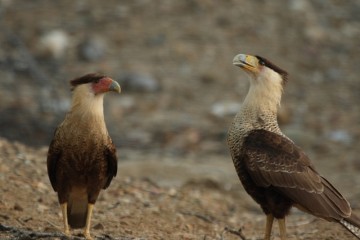 Sams crested caracara image