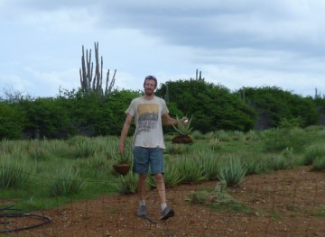 Aloe hunting for listas garden