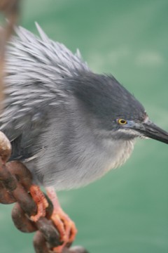 Lava Heron