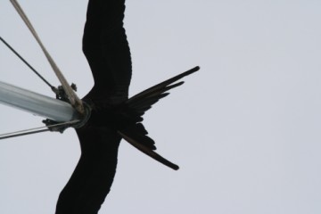 Magnificent frigatebird on the topmast