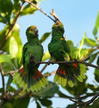 Sams Yellow Shouldered Amazon Parrot image