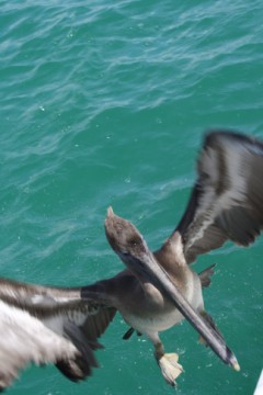 Brown pelican