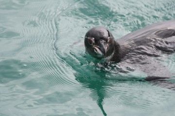 Galapagos penguin