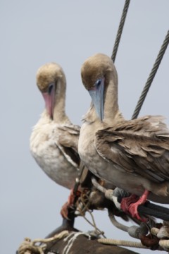 Preening boobies