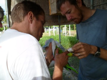 Sam and Dave ringing a soon to be released parrot