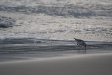 Sanderling in the surf