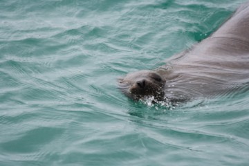 Our friend Sr Sealion