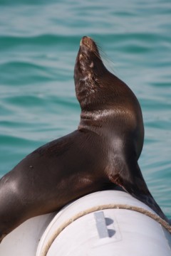 Very regal sealion