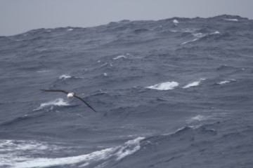 220cm wingspan black eyed albatross amongst waves