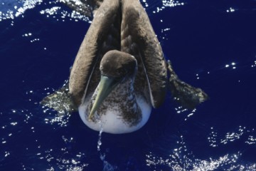 our first visitor - juvenile masked booby