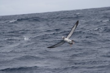 Chatham island albatross, spreading his wings