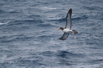 Chatham island albatross coming into land