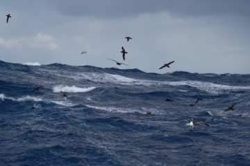 mixed feeding frenzy including bossy bullers alb.