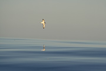 juan fernandez petrel swoops by