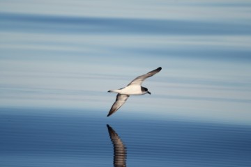 juan fernandez petrel reflecting beautifully