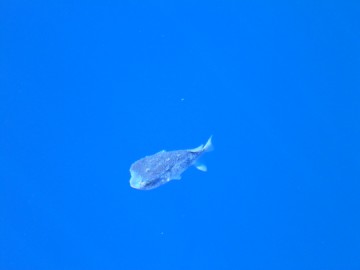 a puffer fish. Not sure where he has been hiding.