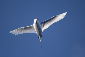 striking red tailed tropicbird