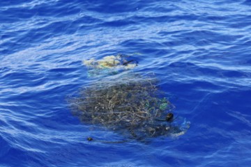 an example of rubbish in the pacific gyre