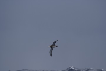 Wandering albatross require strong winds to soar