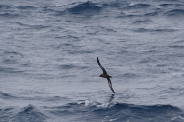 Sooty Shearwaters in flight before a dive