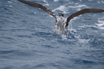 Sooty Shearwater dive up to 60m deep, and get wet