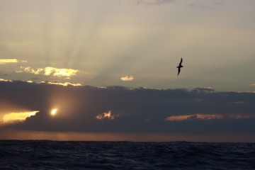 mighty pelagic birds on a mighty sunset