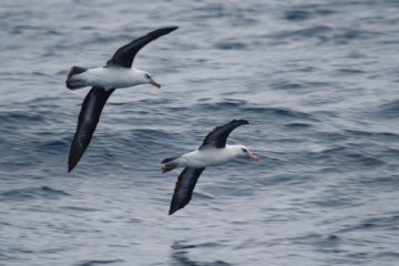 Two black eyed albatross in harmony