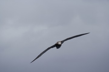 Wandering albatross (New Zealand) charging at us