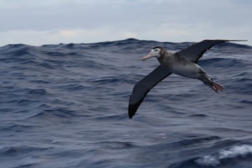 new zealand albatross a consister sentinel. Fine.