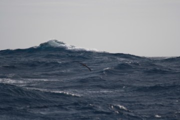 Wandering albtr at 3.5m wingspan makes waves small