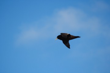 white chinned petrel always the first for meals