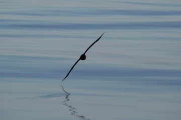 westland petrel photoshoot