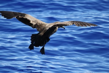 westland petrel photoshoot