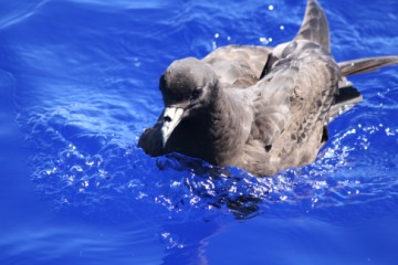 westland petrel photoshoot