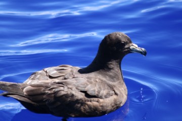 westland petrel photoshoot