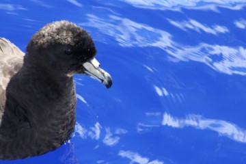 westland petrel photoshoot