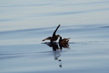 westland petrel photoshoot