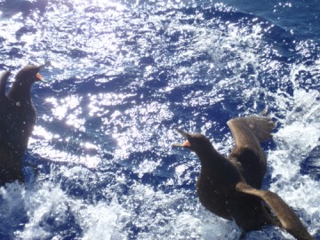 small squabble over dinnertime