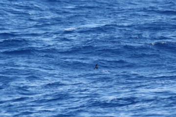 Whitefaced storm petrel an unlikely relative above